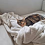 cat, tabby_cat, calico_cat, blanket, white_blanket, couch, furniture, indoor, pet, animal, resting, sleepy, cozy, fur, relaxed, soft_texture, home, comfort, domestic, warm