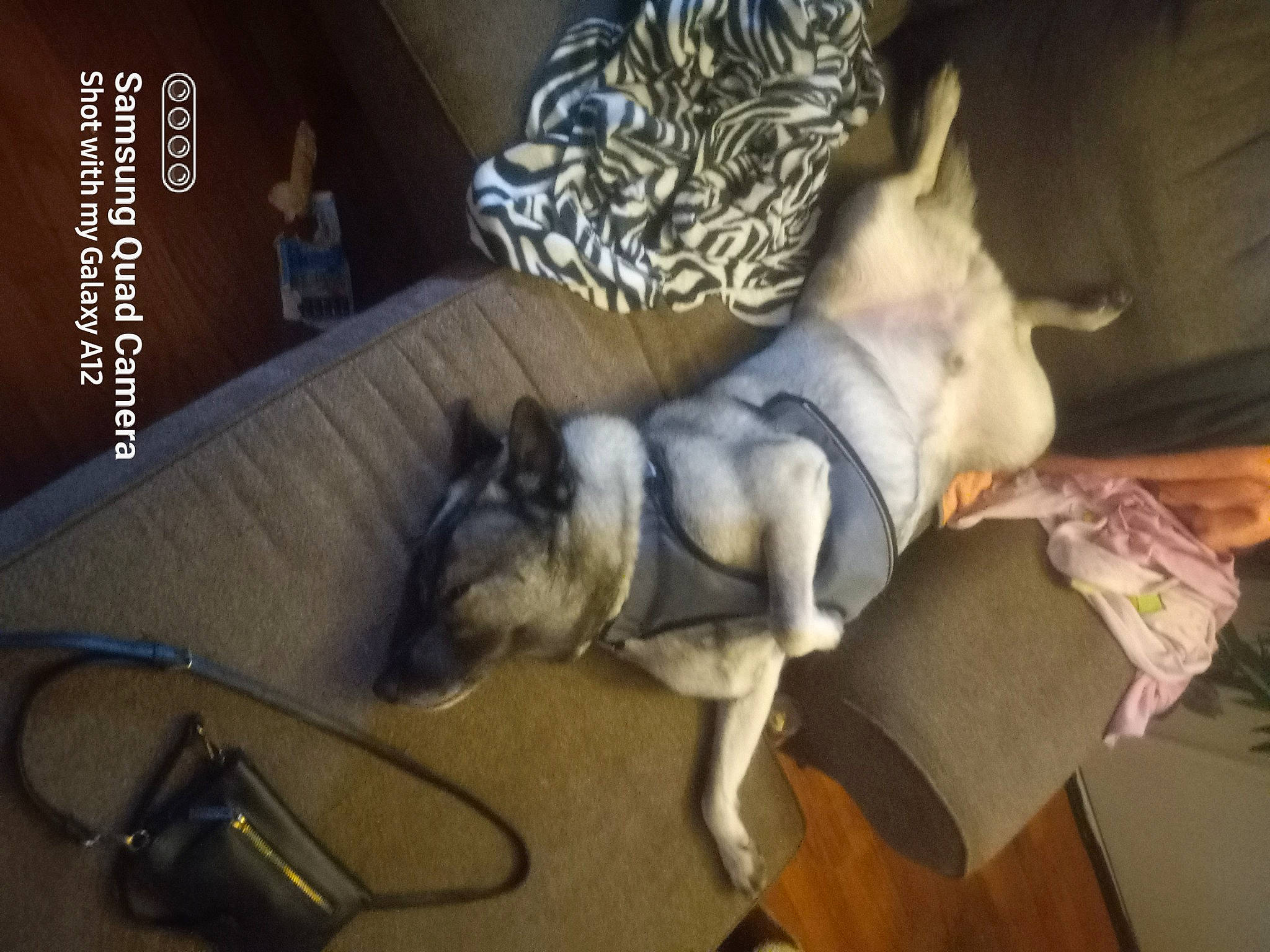 Simba is registered to the contest to win money with this photo: audio_equipment, canidae, carnivore, comfort, companion_dog, dog, dog_breed, dog_supply, fawn, felidae, flooring, fur, hardwood, room, snout, sporting_group, tail, toy_dog, wood, working_animal