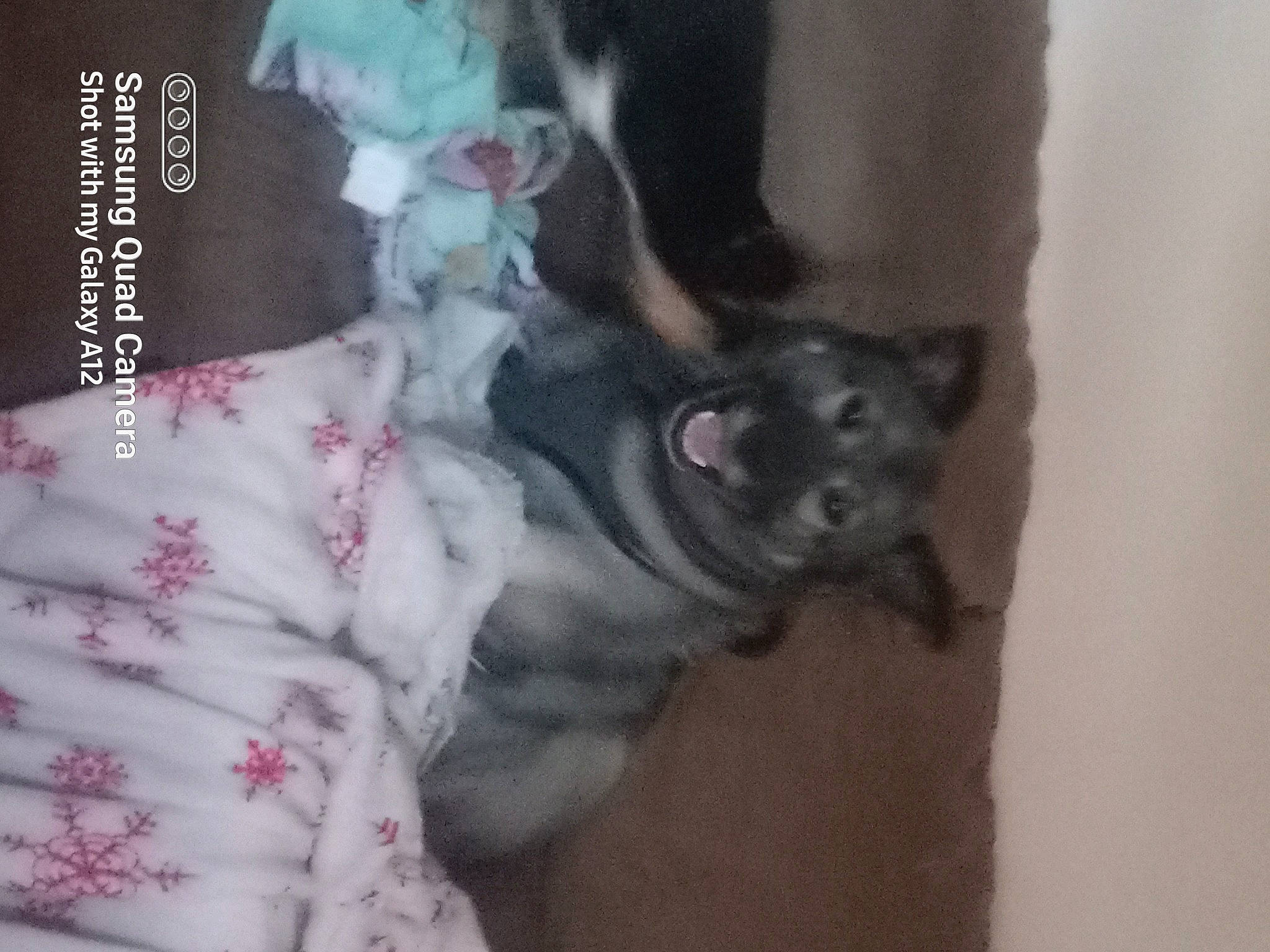 Simba joined the competition — help win amazing prizes! carnivore, comfort, companion_dog, dog_breed, domestic_short_haired_cat, felidae, fur, human_leg, non_sporting_group, paw, sleeve, small_to_medium_sized_cats, sporting_group, tail, toy_dog, whiskers