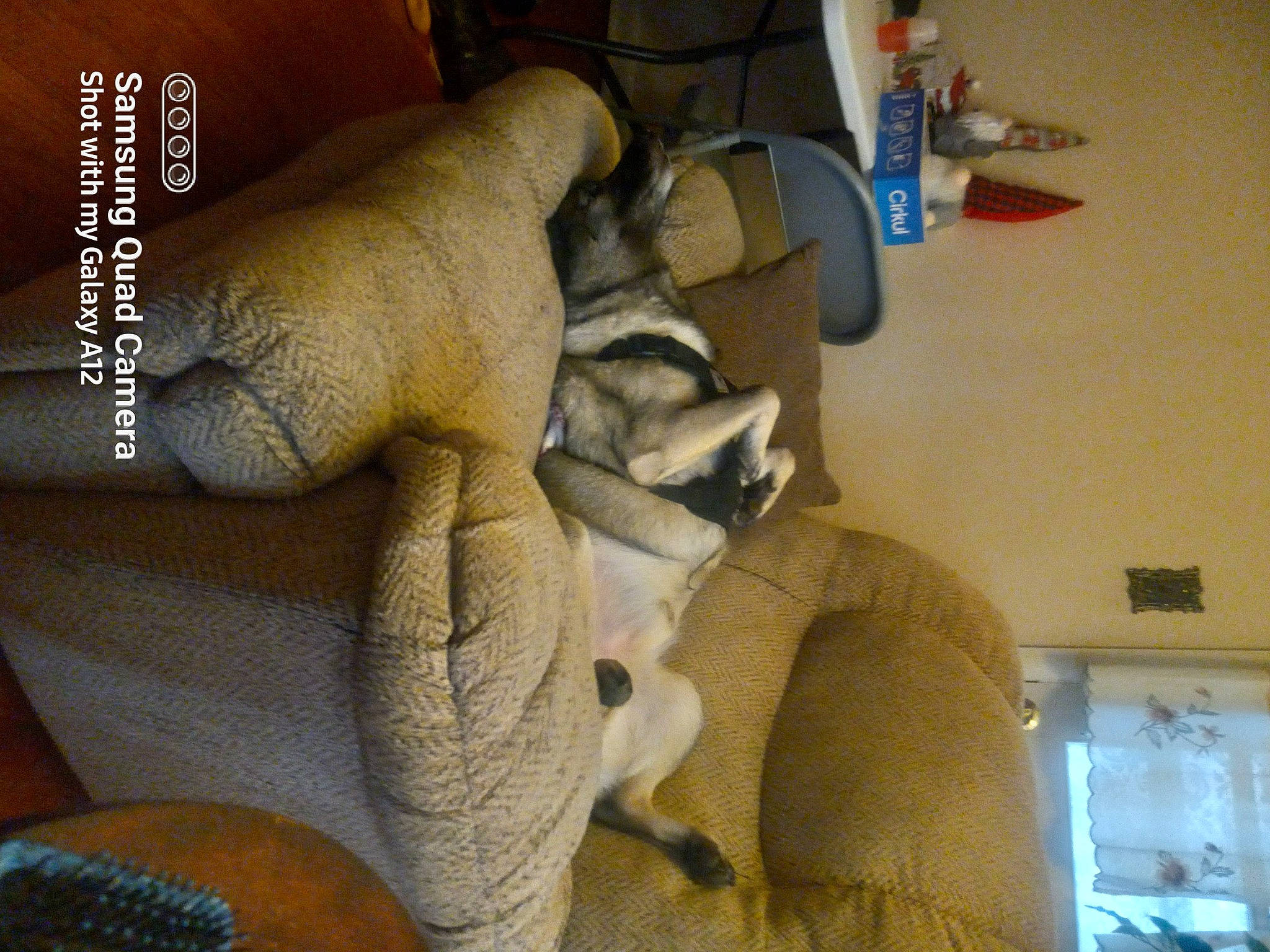 Simba is registered to the contest to win money with this photo: abdomen, auto_part, chest, comfort, font, fur, human_leg, knee, linens, plush, room, stuffed_toy, wood, wool