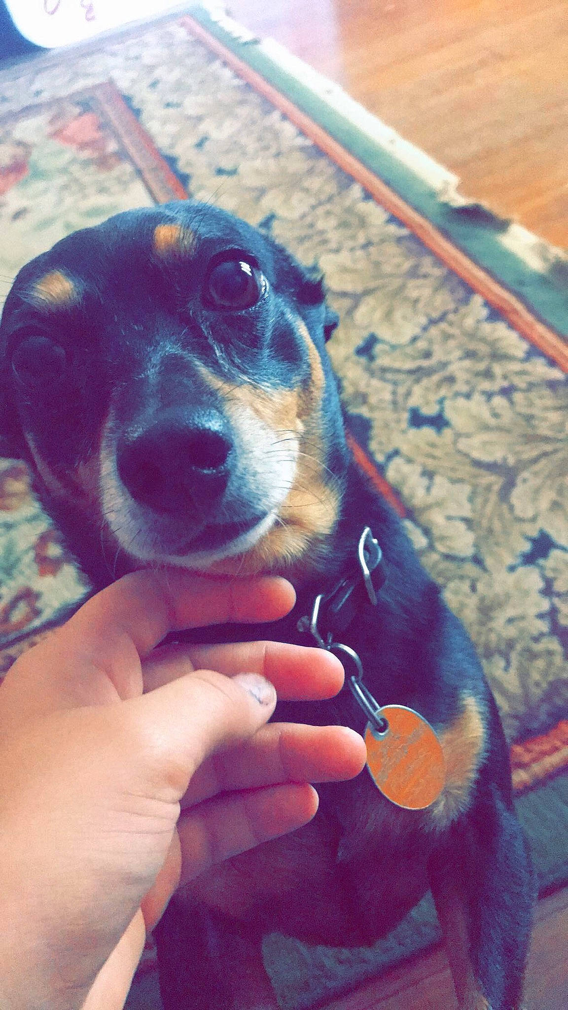 Jack is registered to the contest to win money with this photo: canidae, carnivore, dachshund, dog, dog_breed, ear, hand, hunting_dog, miniature_pinscher, nose, pinscher, puppy, puppy_love, snout