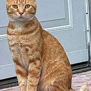 Little Leo is registered to the contest to win money with this photo: animal, cat, cute, domestic, door, ears, eyes, feline, four_legs, fur, indoor, looking_at_camera, mammal, orange_tabby, pet, portrait, rug, sitting, tail, whiskers