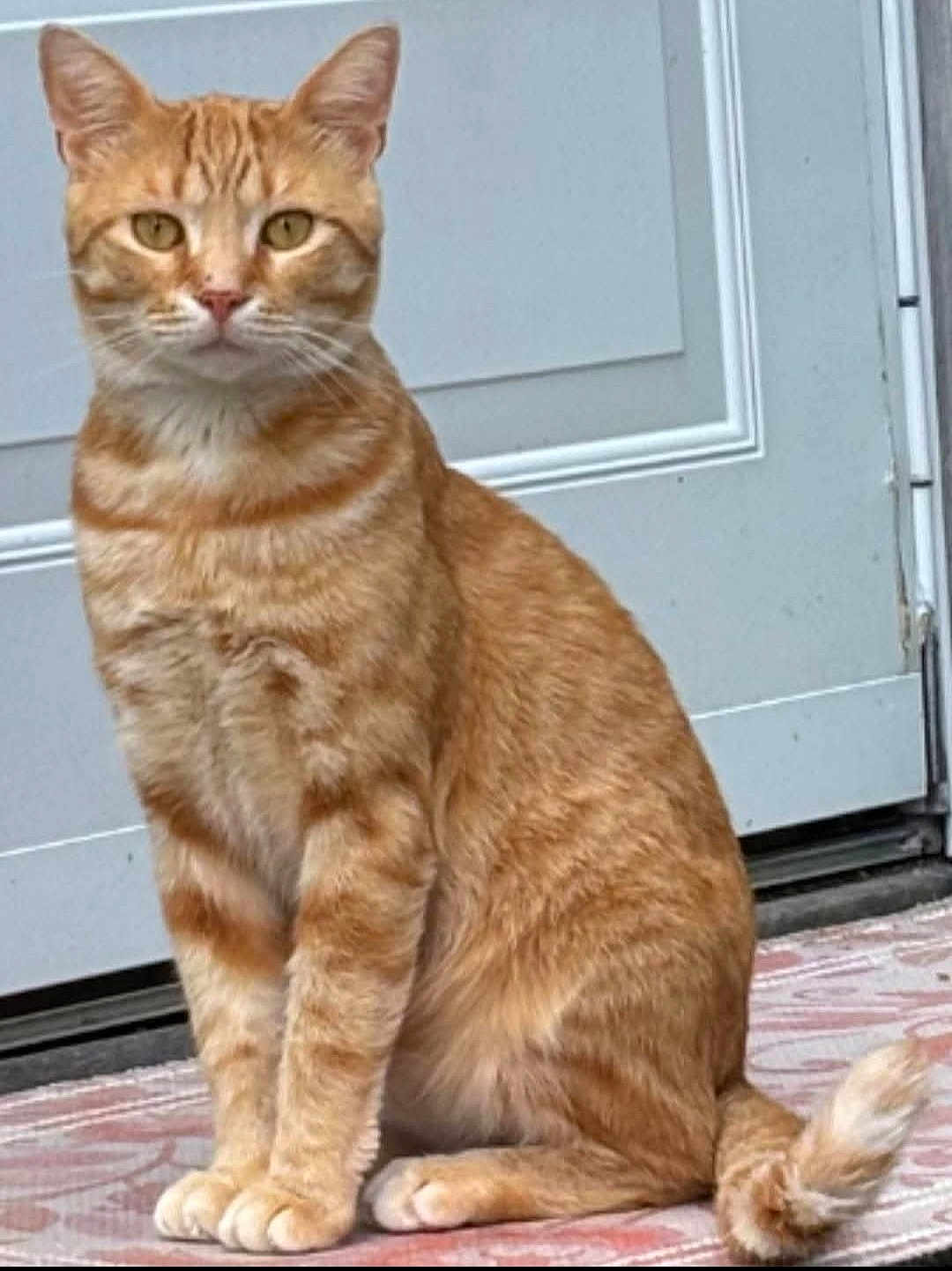 Little Leo