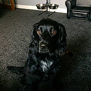 Roary joined the competition — help win amazing prizes! animal, animal_portrait, black_dog, brown_eyes, carpet, chair, companion, cute, dog, dog_bowl, door, floor, fur, home, indoor, looking, metal_bowl, pet, sitting, wall