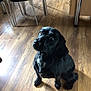 dog, black_dog, pet, indoor, wooden_floor, flooring, chair, furniture, looking_up, curious, sitting, animal, companion, domestic_animal, house, home, floor, fur, cute, canine