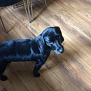 Roary is registered to the contest to win money with this photo: dog, black_dog, wooden_floor, flooring, chair, metal_legs, pet, indoor, looking_up, curious, domestic_animal, furniture, slipper, footwear, home, canine, companion, animal, floor, leg