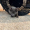 Martini is registered to the contest to win money with this photo: kitten, gray_cat, curious, indoor, carpet, basket, woven_basket, pet, animal, small, cute, exploring, close_up, texture, floor, playful, young, feline, mischievous, cozy