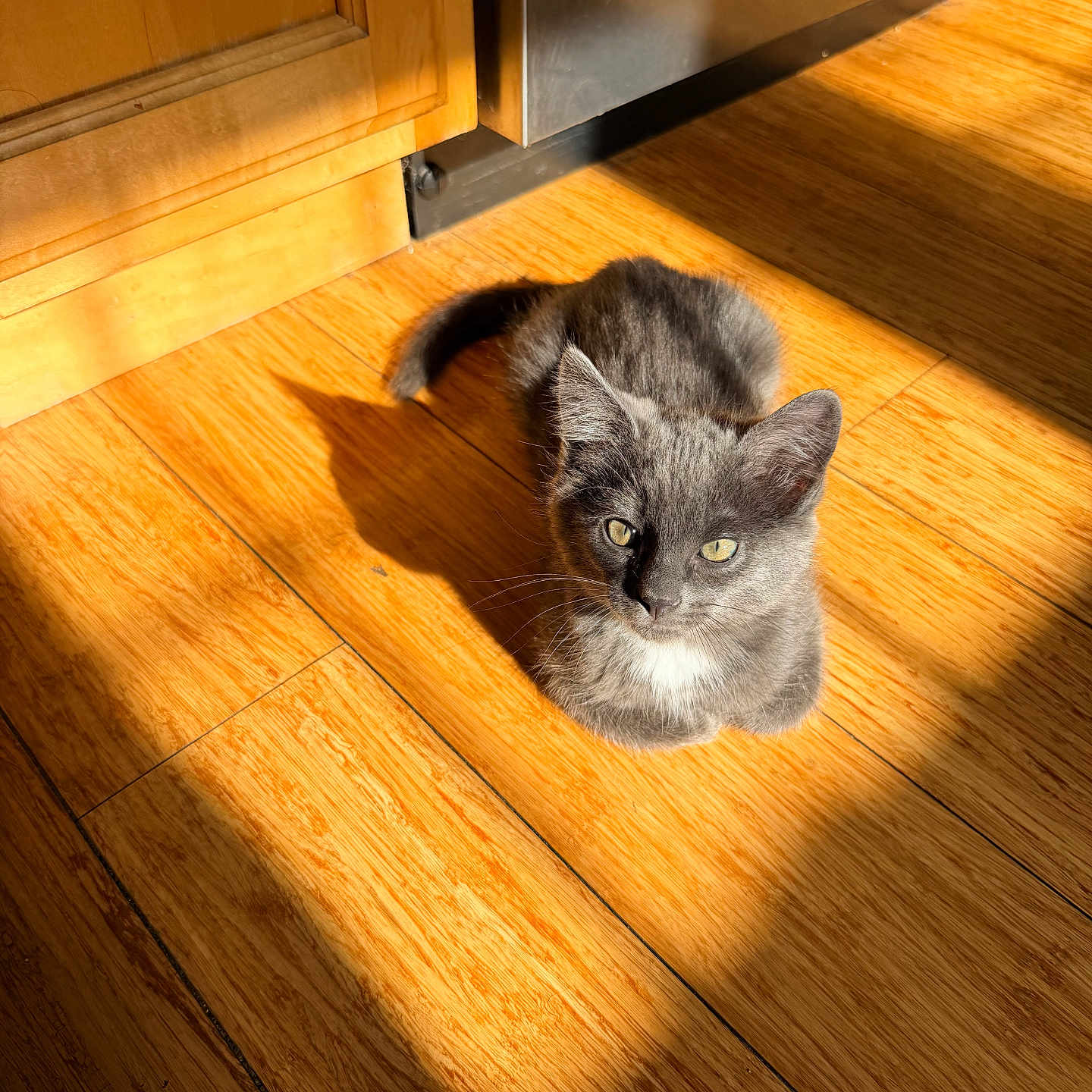 Martini joined the competition — help win amazing prizes! kitten, cat, gray_fur, wooden_floor, sunlight, shadow, indoor, home, flooring, pet, animal, curious, sitting, cozy, domestic, feline, young_animal, warm_light, kitchen, cabinet