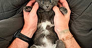 Martini is registered to the contest to win money with this photo: kitten, cat, pet, gray_cat, white_belly, hands, human_hands, holding, cozy, blanket, quilt, indoor, cute, wide_eyes, fur, paw, relaxed, resting, animal, domestic