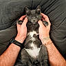 kitten, cat, pet, gray_cat, white_belly, hands, human_hands, holding, cozy, blanket, quilt, indoor, cute, wide_eyes, fur, paw, relaxed, resting, animal, domestic