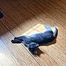 Martini joined the competition — help win amazing prizes! cat, gray_cat, wooden_floor, sunlight, shadow, pet, animal, indoor, relaxed, curious, feline, domestic_cat, flooring, light_and_shadow, cute, small_pet, resting, looking_up, cozy, companion