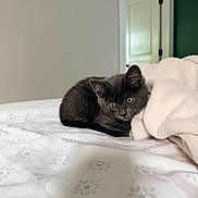 Martini is registered to the contest to win money with this photo: kitten, cat, gray_cat, pet, bed, blanket, indoor, cozy, fur, animal, cute, young_cat, resting, domestic_cat, feline, curious, soft_texture, home, comfort, sleepy