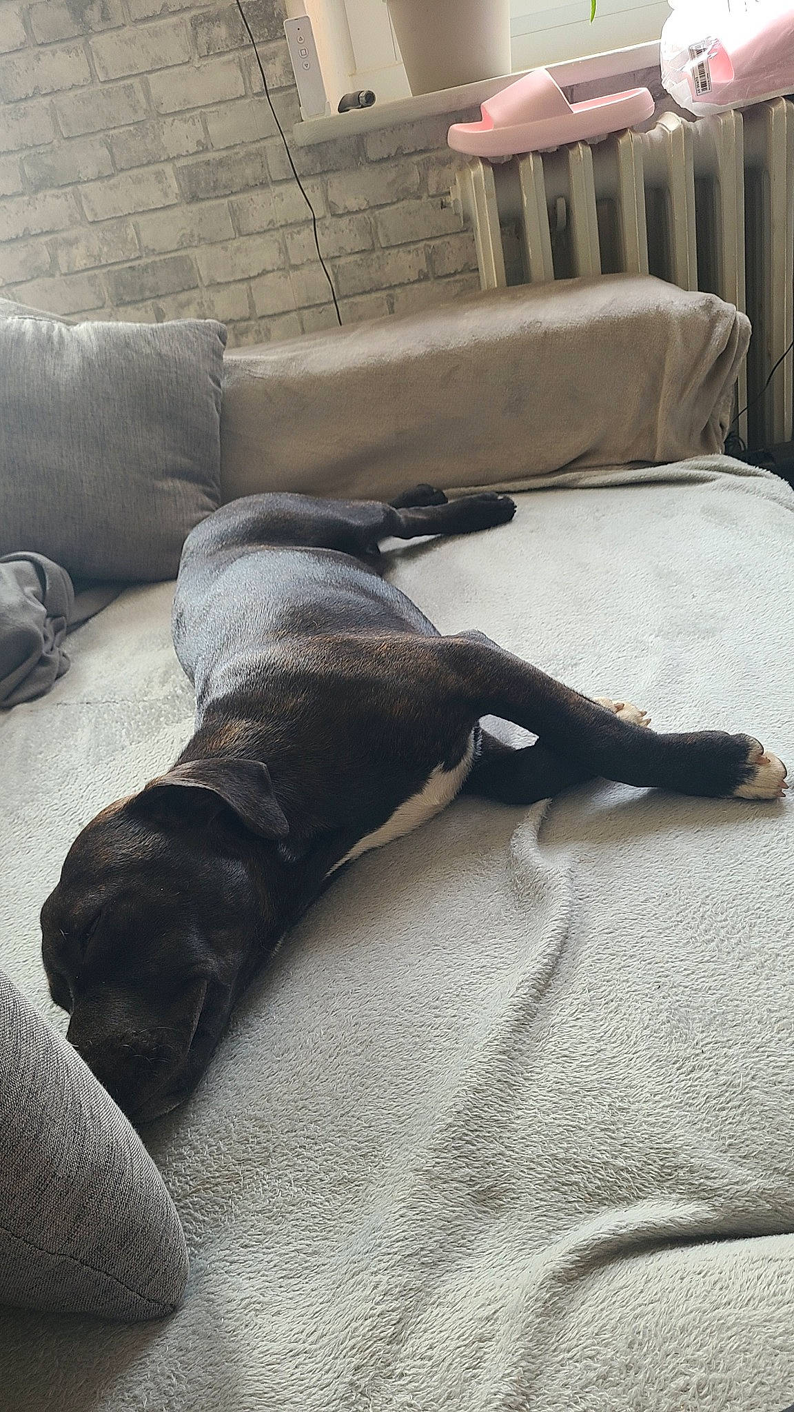 Upsy participe au concours pour gagner de l'argent avec cette photo : carnivore, comfort, companion_dog, couch, dog, dog_breed, fawn, floor, flooring, fur, grey, guard_dog, hardwood, linens, living_room, room, studio_couch, tail, wood, working_animal