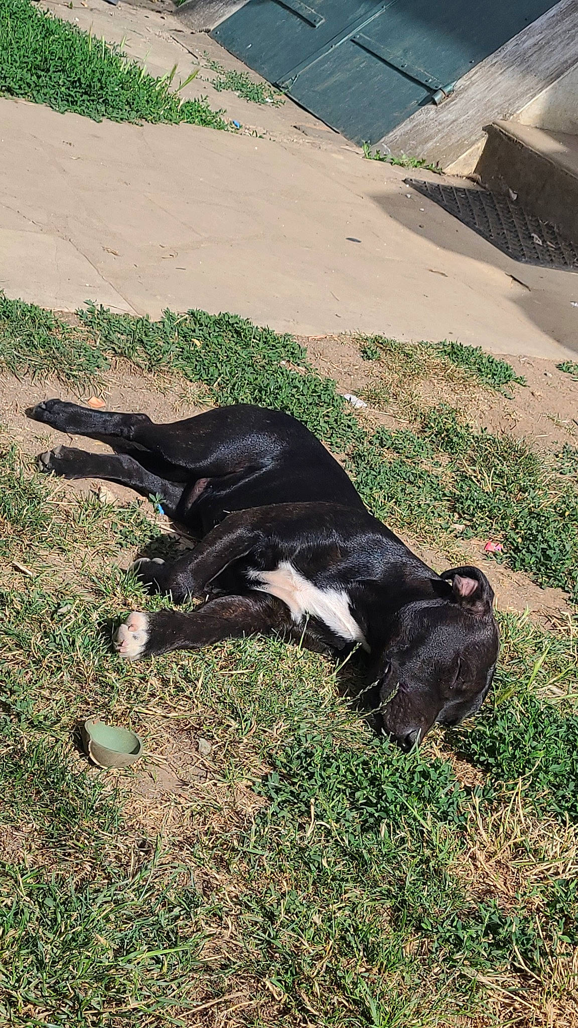 Upsy participe au concours pour gagner de l'argent avec cette photo : bovine, canidae, dog_breed, eye, fur, goat, grass, grassland, grazing, landscape, livestock, natural_material, plant, slope, snout, soil, sporting_group, tail, terrestrial_animal, working_animal
