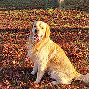 Nicole Ridard a rejoint le concours — aidez-le/la à gagner de superbes lots ! dog, golden_retriever, autumn, leaves, tree, grass, sunlight, outdoor, pet, canine, nature, happy, tongue_out, sitting, backyard, fall, daylight, animal, mammal, friendly