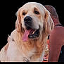 Nicole Ridard participe au concours pour gagner de l'argent avec cette photo : dog, golden_retriever, tongue_out, pet, animal, canine, fur, mammal, companion, domestic, friendly, portrait, person, sleeveless_top, arm, outdoor, closeup, happy, pet_owner, casual