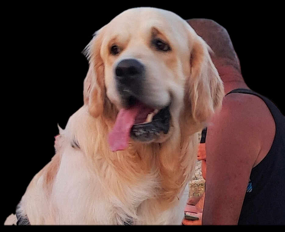 Nicole Ridard participe au concours pour gagner de l'argent avec cette photo : dog, golden_retriever, tongue_out, pet, animal, canine, fur, mammal, companion, domestic, friendly, portrait, person, sleeveless_top, arm, outdoor, closeup, happy, pet_owner, casual