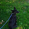animal, black_dog, canine, car, curious, daytime, dog, grass, greenery, leash, leashed, nature, outdoor, park, pet, shadow, sitting, street, sunlight, tree
