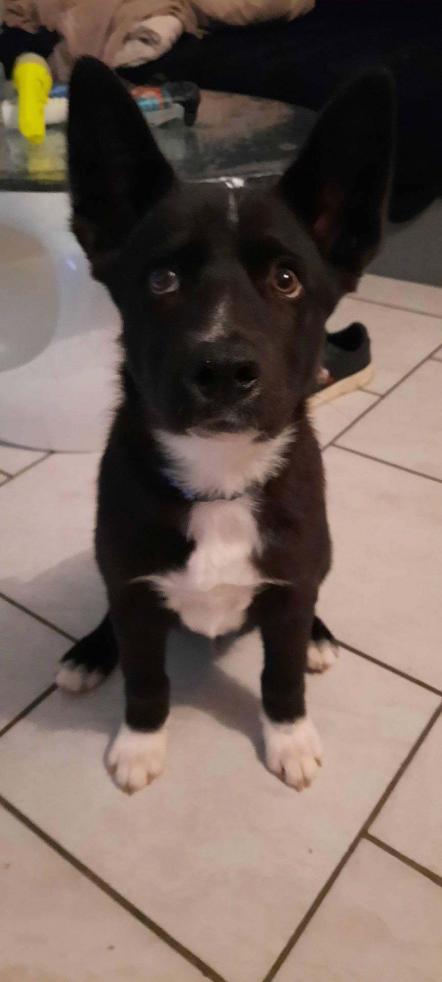 Tango participe au concours pour gagner de l'argent avec cette photo : animal, attention, background, black_and_white, casual, collar, companion, curious, dog, domestic, ears, floor, furniture, household, indoor, looking_up, pet, sitting, tile, white_paws
