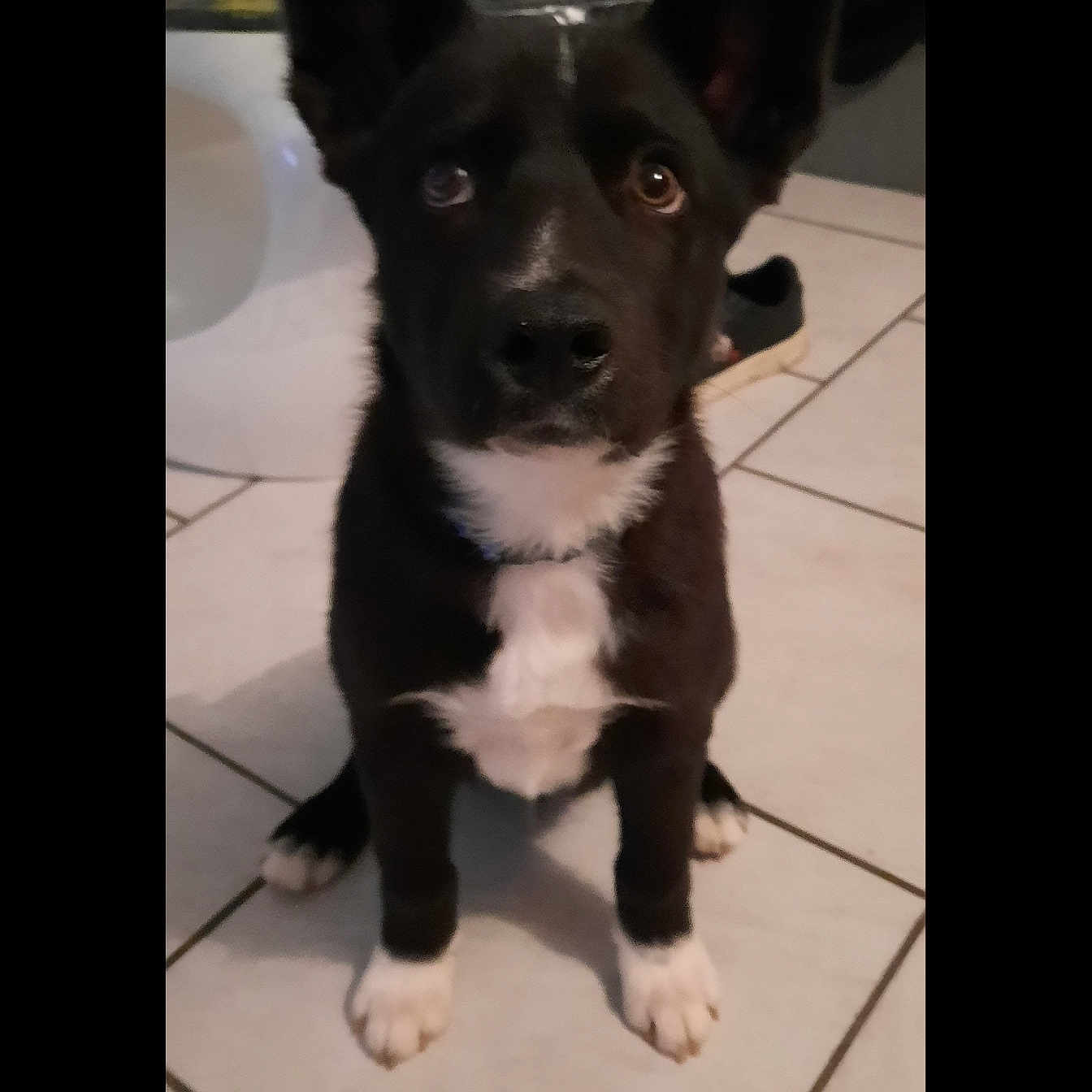 Tango a rejoint le concours — aidez-le/la à gagner de superbes lots ! dog, black_and_white, pet, indoor, tile_floor, sitting, ears_up, looking_up, animal, canine, white_paws, white_chest, household, shoe, floor, curious, cute, fur, companion, domestic