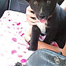 animal, black_dog, black_leather_bag, car_seat, closeup, cozy, curious, cute, dog, hand, heart_pattern, holding, indoor, person, pet, pink_blanket, puppy, tongue_out, white_patch, young_dog
