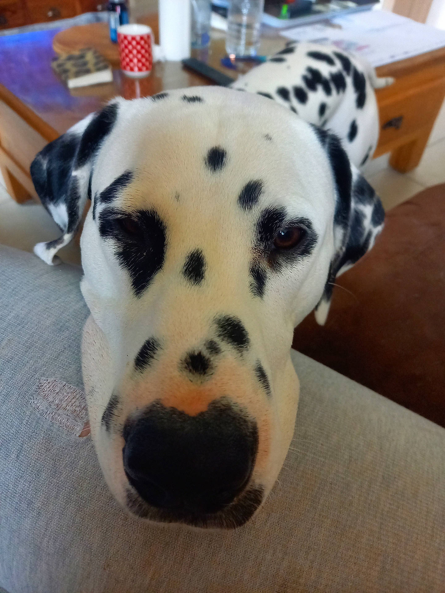 Vegas participe au concours pour gagner de l'argent avec cette photo : animal, black_spots, close_up, cozy, curious, dalmatian, dog, fabric, face, furniture, indoor, mug, pet, portrait, red, resting, spots, table, white, wood