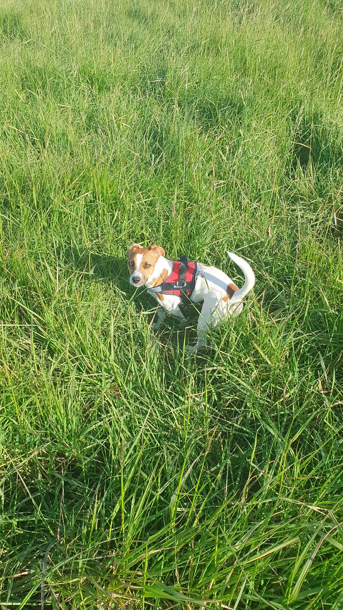 Nino participe au concours pour gagner de l'argent avec cette photo : canidae, companion_dog, dog_breed, field, grass, grass_family, grassland, groundcover, landscape, lawn, leisure, meadow, pasture, people_in_nature, plant, prairie, recreation, soil, sporting_group, toy