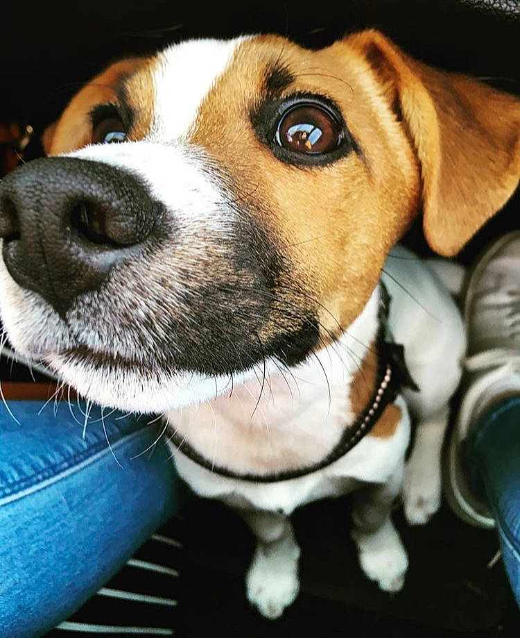 Nino a rejoint le concours — aidez-le/la à gagner de superbes lots ! beaglier, canidae, carnivore, collar, companion_dog, dog, dog_breed, dog_collar, fawn, fur, non_sporting_group, pet_supply, sporting_group, whiskers, working_animal, working_dog