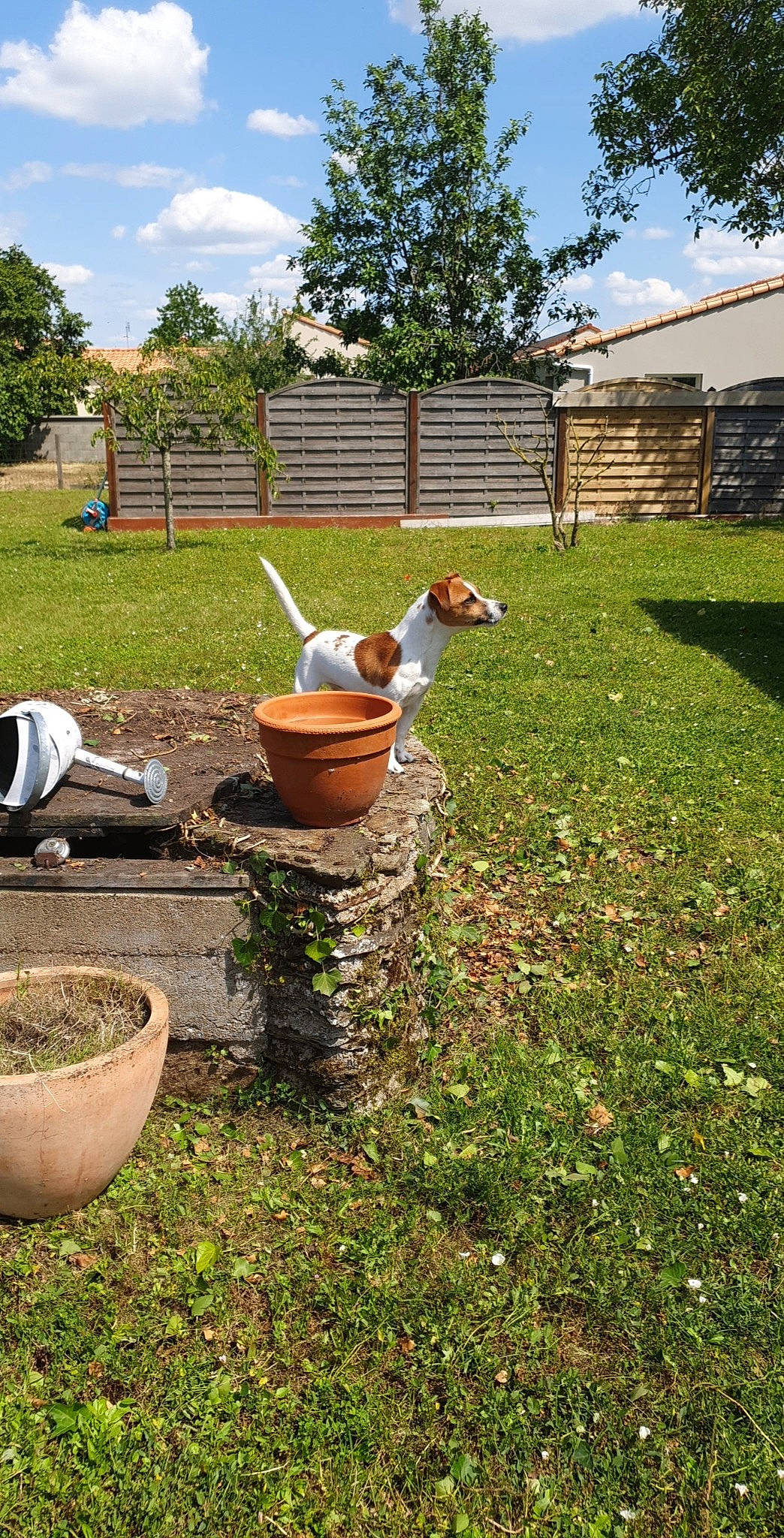 Nino a rejoint le concours — aidez-le/la à gagner de superbes lots ! botany, brick, cloud, fence, flowerpot, garden, grass, grass_family, groundcover, houseplant, landscape, landscaping, lawn, plant, pottery, shrub, sky, soil, tire, tree