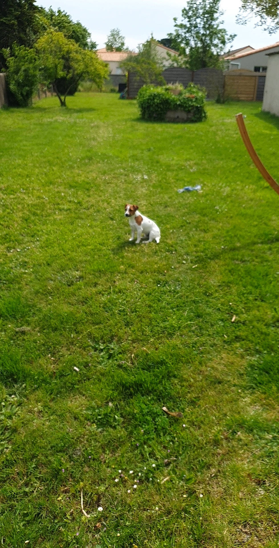 Nino participe au concours pour gagner de l'argent avec cette photo : canidae, carnivore, companion_dog, dog, dog_breed, fawn, garden, grass, grassland, groundcover, landscape, landscaping, lawn, pasture, plant, shrub, sporting_group, tail, tree, yard