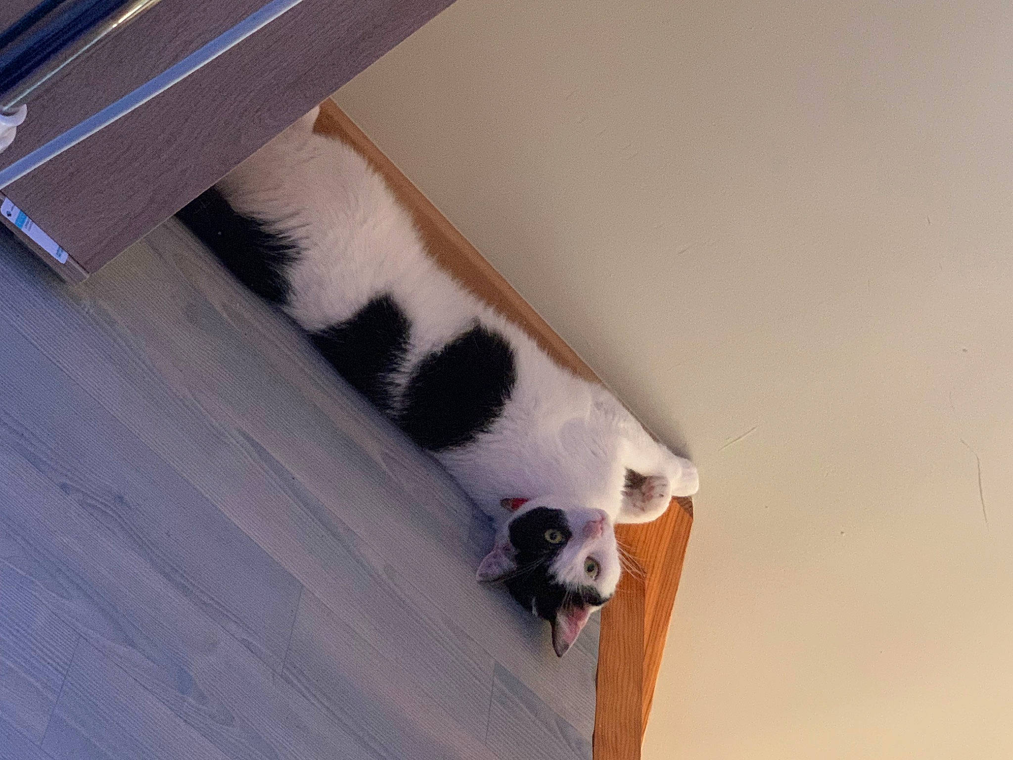 Pixel participe au concours pour gagner de l'argent avec cette photo : canidae, carnivore, cat, dog_breed, domestic_short_haired_cat, felidae, flooring, foot, fur, hardwood, human_leg, leg, paw, room, small_to_medium_sized_cats, snout, sporting_group, tail, whiskers, wood