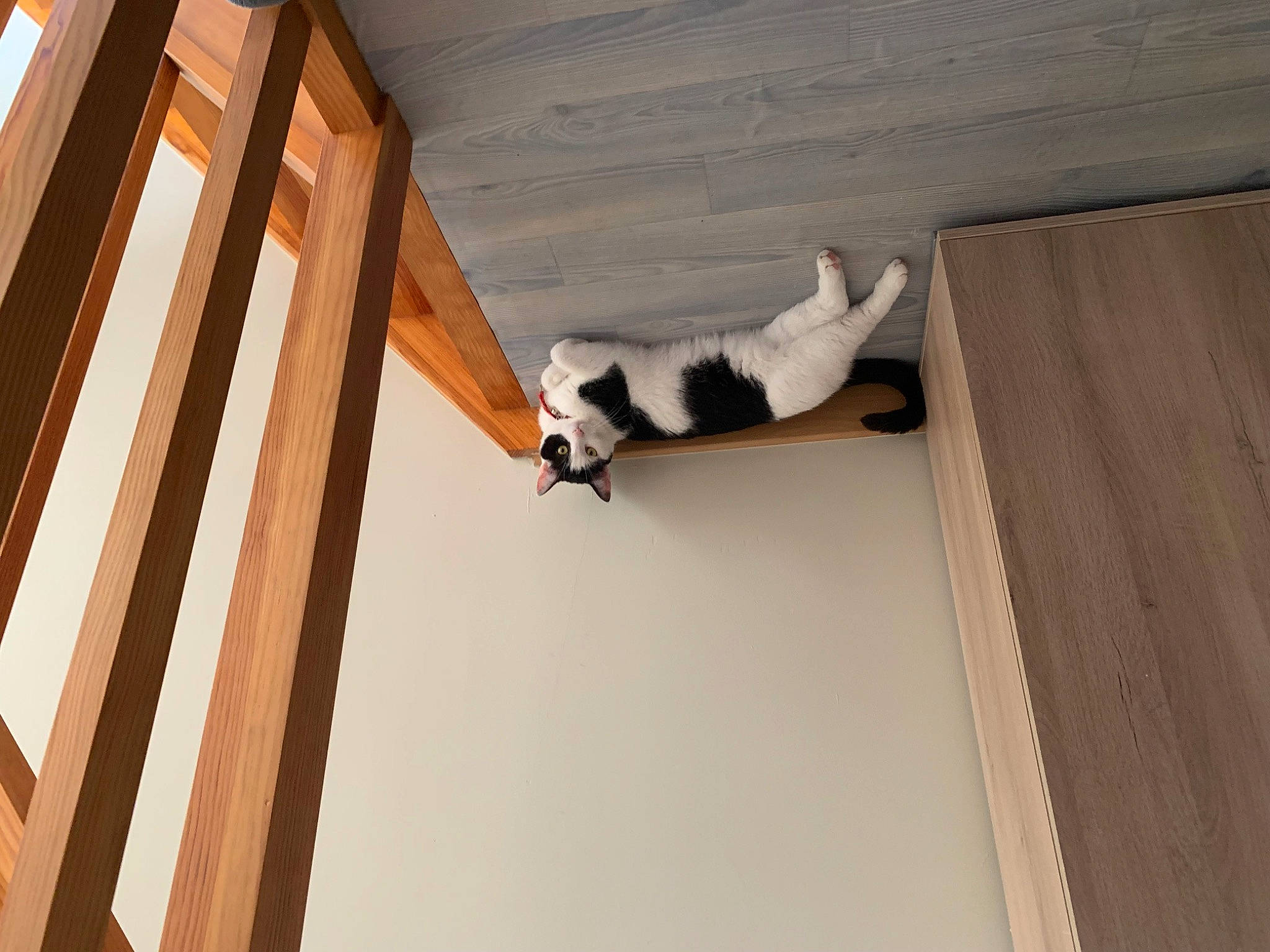 Pixel participe au concours pour gagner de l'argent avec cette photo : building, carnivore, cat, ceiling, door, felidae, flooring, hardwood, plywood, room, shadow, small_to_medium_sized_cats, sporting_group, tail, tints_and_shades, whiskers, window, wood, wood_flooring, wood_stain