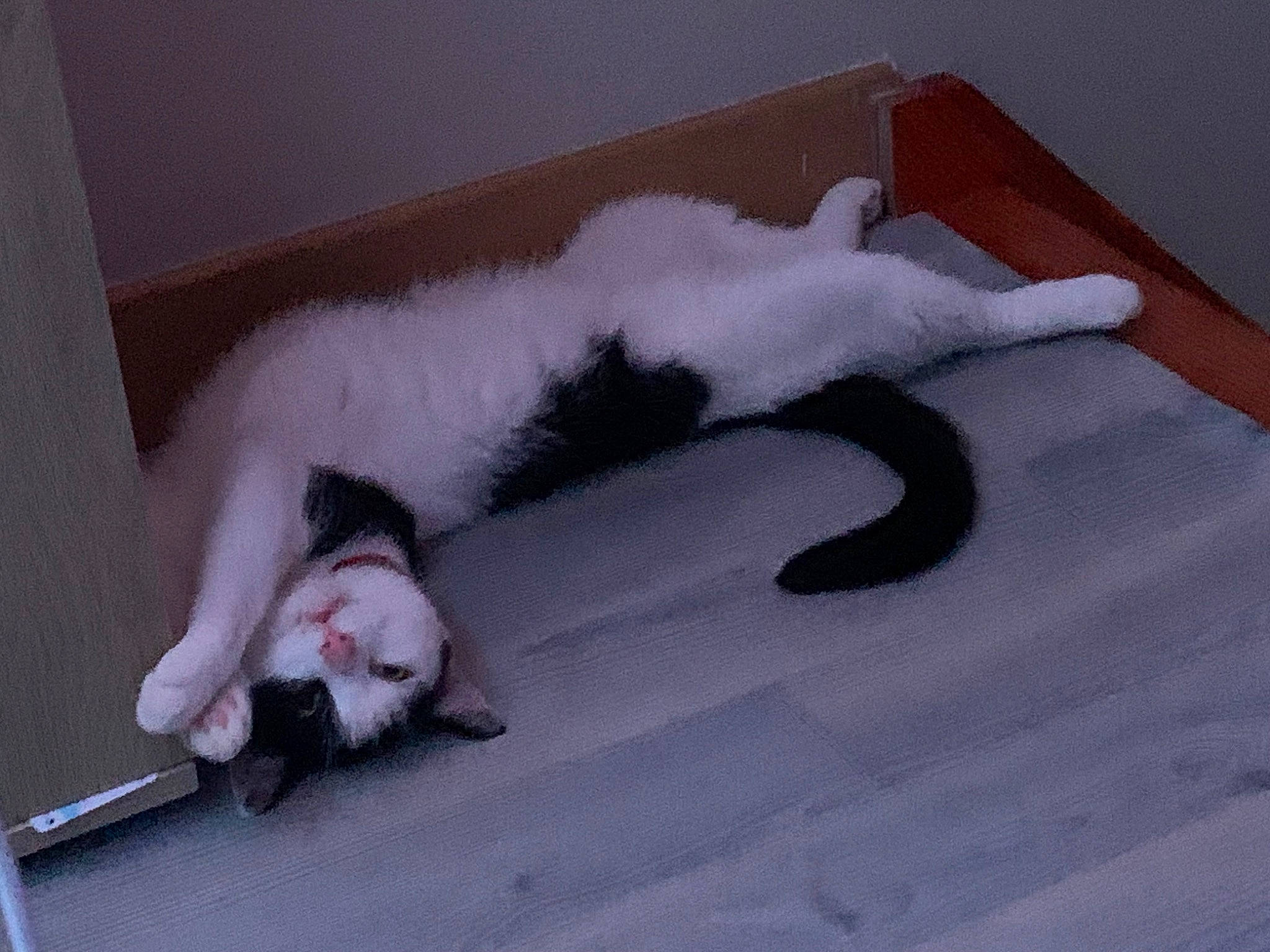 Pixel participe au concours pour gagner de l'argent avec cette photo : carnivore, cat, claw, comfort, companion_dog, dog_breed, domestic_short_haired_cat, felidae, fur, grey, hardwood, linens, nap, paw, room, small_to_medium_sized_cats, snout, tail, whiskers