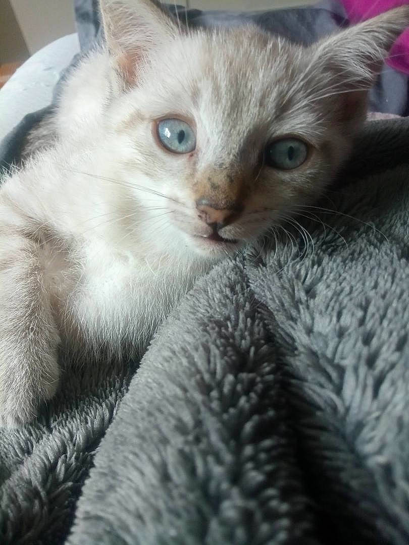 Soquette participe au concours pour gagner de l'argent avec cette photo : carnivore, cat, claw, close_up, comfort, domestic_short_haired_cat, eye, felidae, fur, grey, iris, paw, small_to_medium_sized_cats, snout, tail, terrestrial_animal, whiskers, window