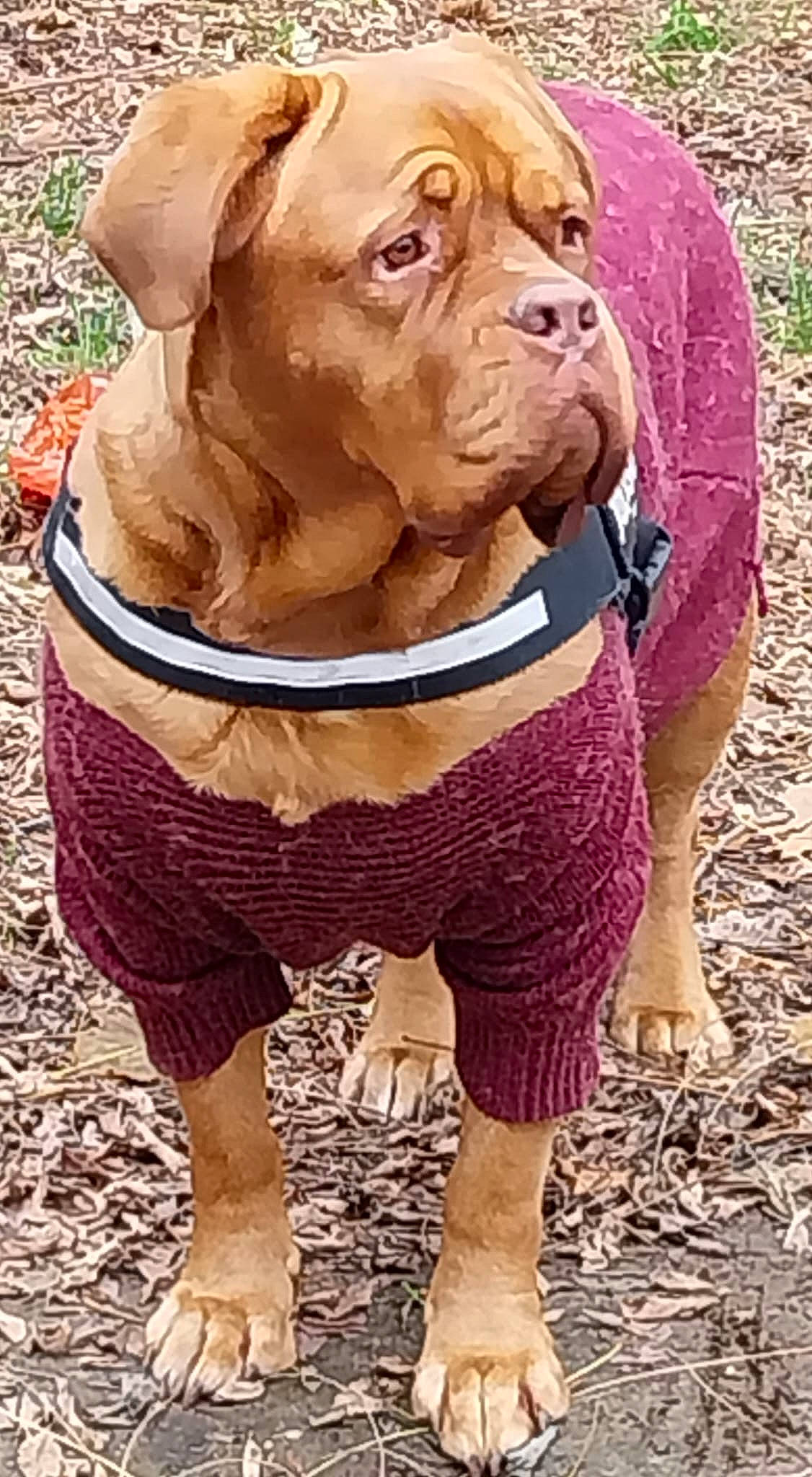 Riya participe au concours pour gagner de l'argent avec cette photo : art, carnivore, collar, companion_dog, dog, dog_breed, dog_collar, dog_supply, fawn, foot, grass, human_leg, liver, pet_supply, sleeve, snout, sporting_group, terrestrial_animal, working_animal, wrinkle