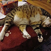 Luna is registered to the contest to win money with this photo: cat, tabby, sleeping, indoor, blanket, paw_print, furniture, tissue_box, wooden_floor, pet, cozy, relaxed, fur, animal, domestic, resting, four_legs, whiskers, soft, cute