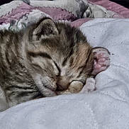 Monster joined the competition — help win amazing prizes! kitten, sleeping, tabby, pet, paw, blanket, cute, fur, animal, cozy, resting, closeup, indoors, soft, young, mammal, whiskers, feline, domestic, peaceful