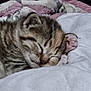 kitten, sleeping, tabby, pet, paw, blanket, cute, fur, animal, cozy, resting, closeup, indoors, soft, young, mammal, whiskers, feline, domestic, peaceful