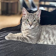 Luffy a rejoint le concours — aidez-le/la à gagner de superbes lots ! cat, grey_tabby, tabby, pet, animal, feline, indoor, home, couch, blanket, portrait, closeup, whiskers, green_eyes, ears, relaxed, lying_down, soft_textile, blurred_background, shallow_depth_of_field