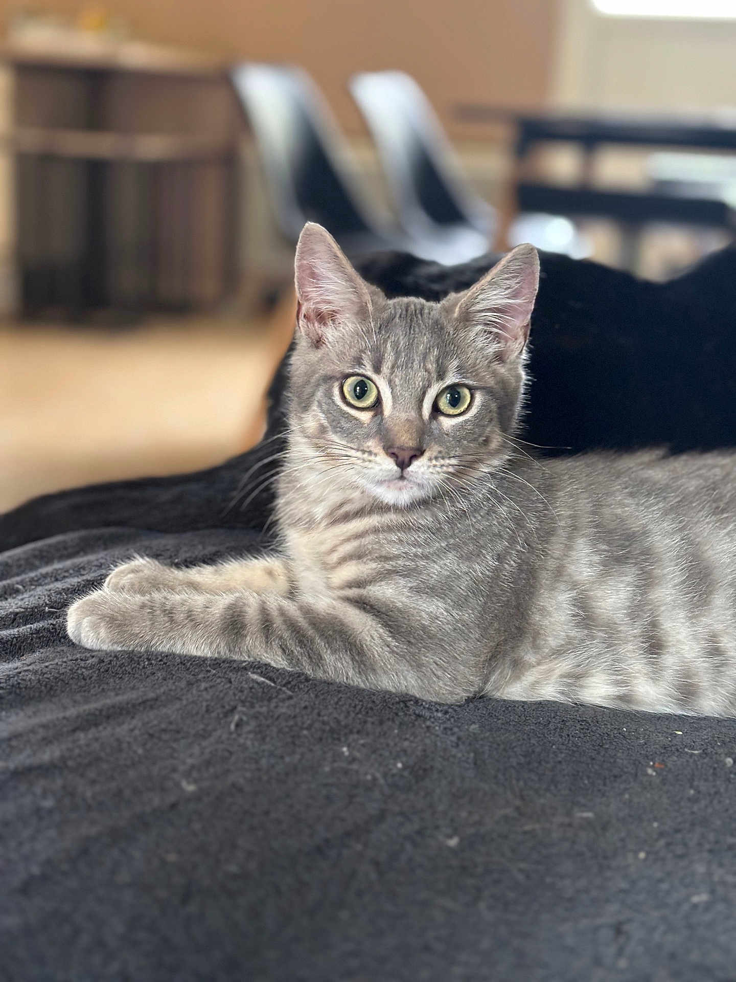 Luffy a rejoint le concours — aidez-le/la à gagner de superbes lots ! cat, grey_tabby, tabby, pet, animal, feline, indoor, home, couch, blanket, portrait, closeup, whiskers, green_eyes, ears, relaxed, lying_down, soft_textile, blurred_background, shallow_depth_of_field