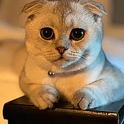 Chelsea is registered to the contest to win money with this photo: cat, animal, pet, fur, whiskers, ears, eyes, paws, feline, cute, domestic_animal, closeup, indoor, soft_light, portrait, curious, adorable, collar, resting, tabby