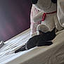 animal, bed, black_cat, cozy, cute, indoor, kitten, pet, pillow, plush, purple_wall, quiet, relaxation, resting, sleeping, snoopy, soft_light, stuffed_toy, toy, white_bedspread