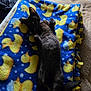 Gigi is registered to the contest to win money with this photo: animal, bed, black_cat, blanket, cat, comfort, cozy, cute, domestic, fleece, fur, indoor, lying_down, paw, pet, relaxed, resting, rubber_duck_pattern, soft, tail