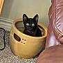 Gigi is registered to the contest to win money with this photo: animal, black_cat, carpet, ceramic_pot, cozy, curious, cute, domestic, feline, furniture, home, indoor, kitten, leather_couch, looking, pet, sitting, small, surprised, wide_eyes