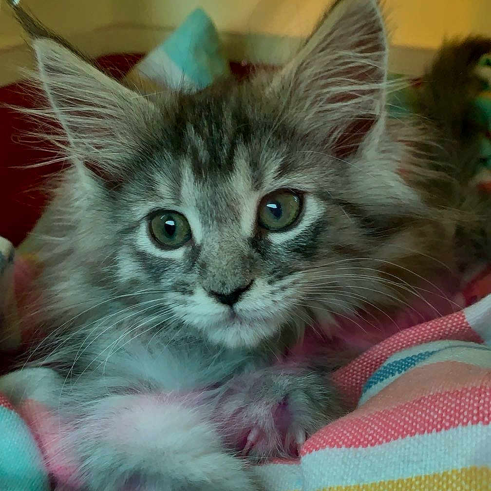 Xena participe au concours pour gagner de l'argent avec cette photo : animal, cat, closeup, cozy, cute, domestic, ears, eyes, feline, fur, indoor, kitten, paw, pet, resting, soft, striped_blanket, tabby, whiskers, young
