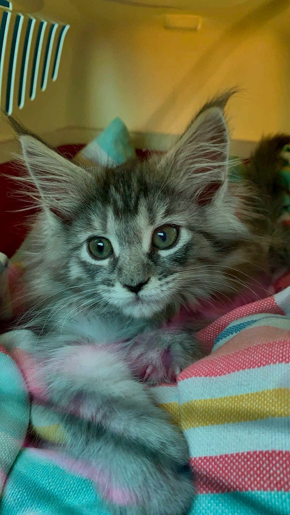 Xena participe au concours pour gagner de l'argent avec cette photo : kitten, cat, tabby, fur, pet, cute, animal, indoor, striped_blanket, whiskers, ears, eyes, paw, cozy, closeup, feline, young, domestic, resting, soft