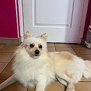 Victoire a rejoint le concours — aidez-le/la à gagner de superbes lots ! dog, fluffy, cream_color, indoor, tile_floor, door, pink_wall, pet, animal, cute, lying_down, small_dog, adorable, domestic, face_mark, ears, fur, paws, relaxed, companion