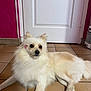 adorable, animal, companion, cream_color, cute, dog, domestic, door, ears, face_mark, fluffy, fur, indoor, lying_down, paws, pet, pink_wall, relaxed, small_dog, tile_floor
