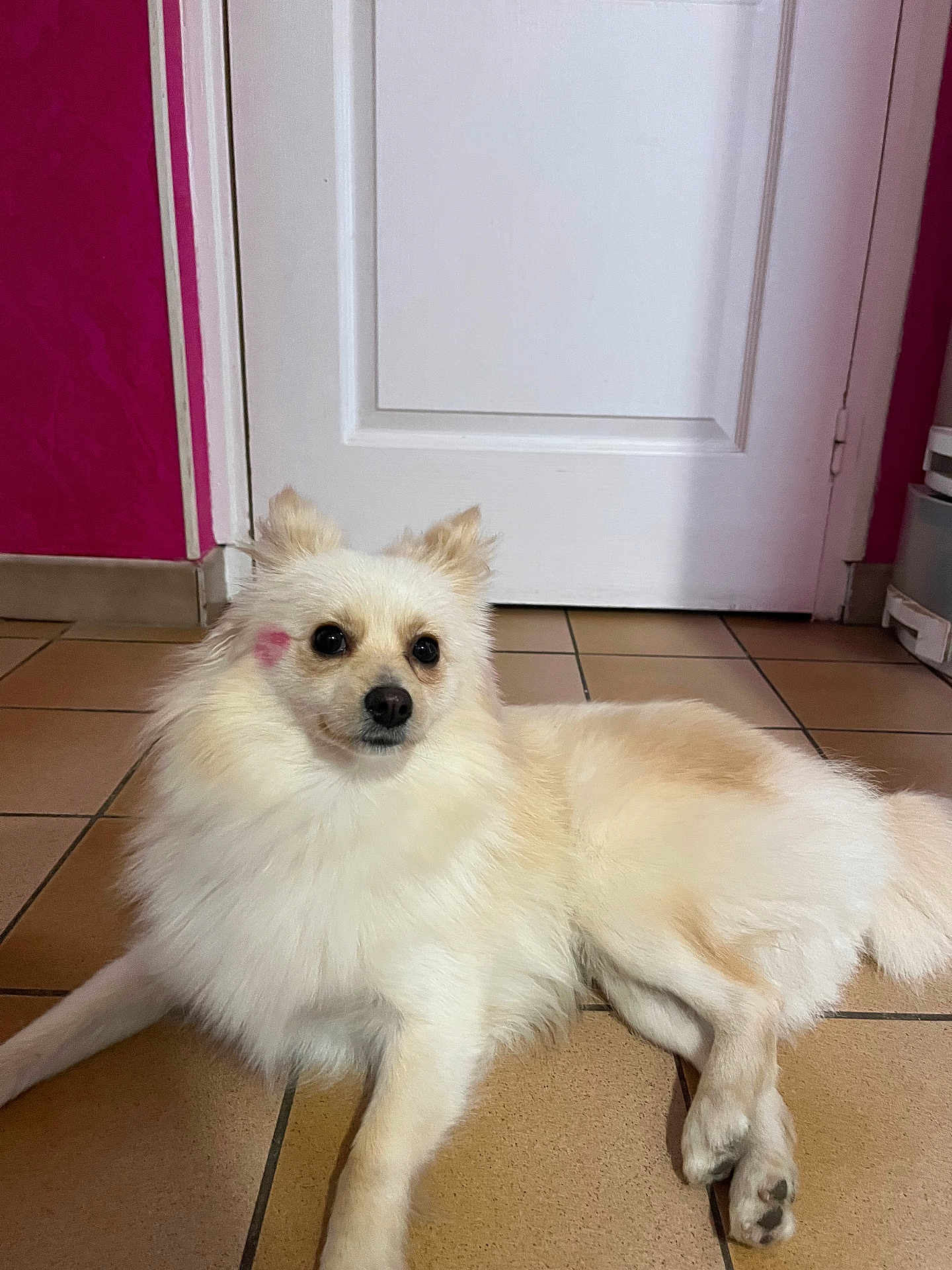Victoire a rejoint le concours — aidez-le/la à gagner de superbes lots ! dog, fluffy, cream_color, indoor, tile_floor, door, pink_wall, pet, animal, cute, lying_down, small_dog, adorable, domestic, face_mark, ears, fur, paws, relaxed, companion