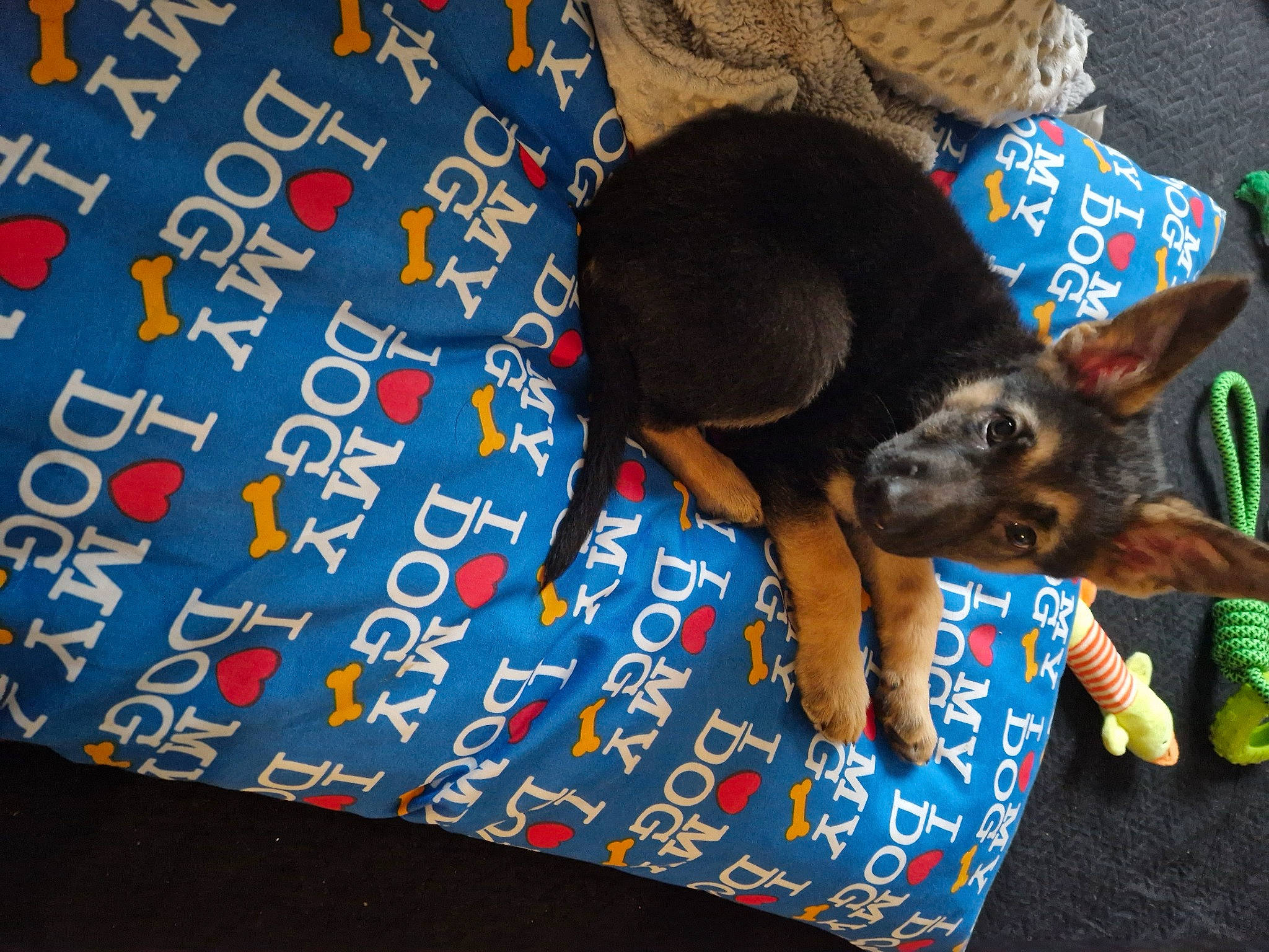 Bailey joined the competition — help win amazing prizes! canidae, carnivore, comfort, companion_dog, dog, dog_breed, dog_supply, electric_blue, fawn, felidae, flooring, fur, linens, pattern, paw, small_to_medium_sized_cats, sporting_group, tail, toy_dog, working_animal